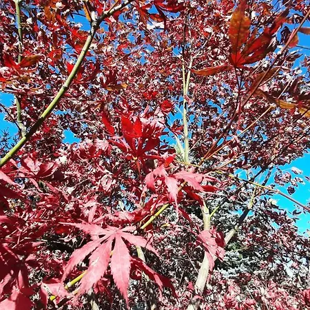 Iryna ірина Séjour à la campagne *